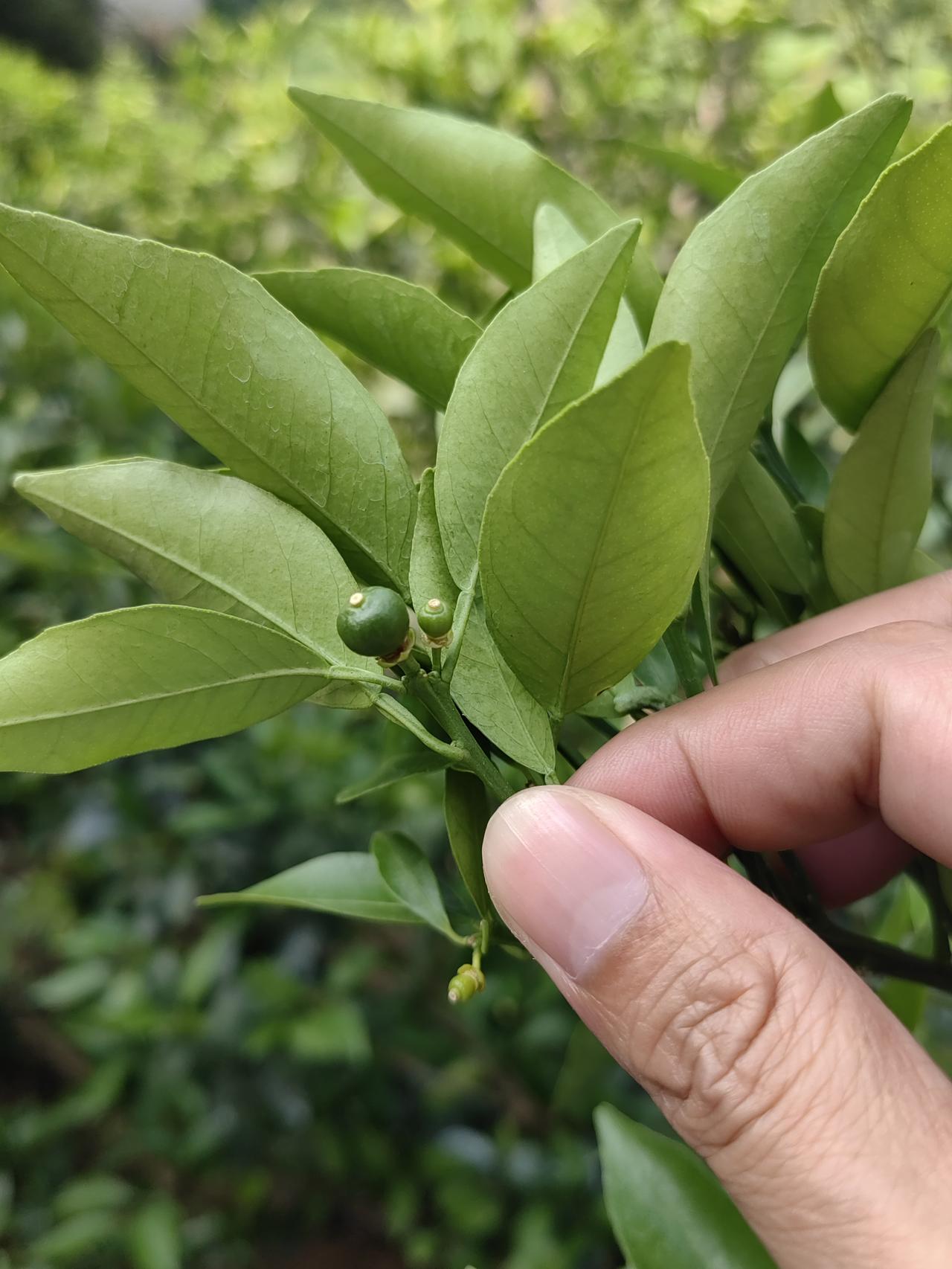 四月中旬正是沃柑**生理落果期（分果期）**的关键节点，图里能明显看到大小果分化