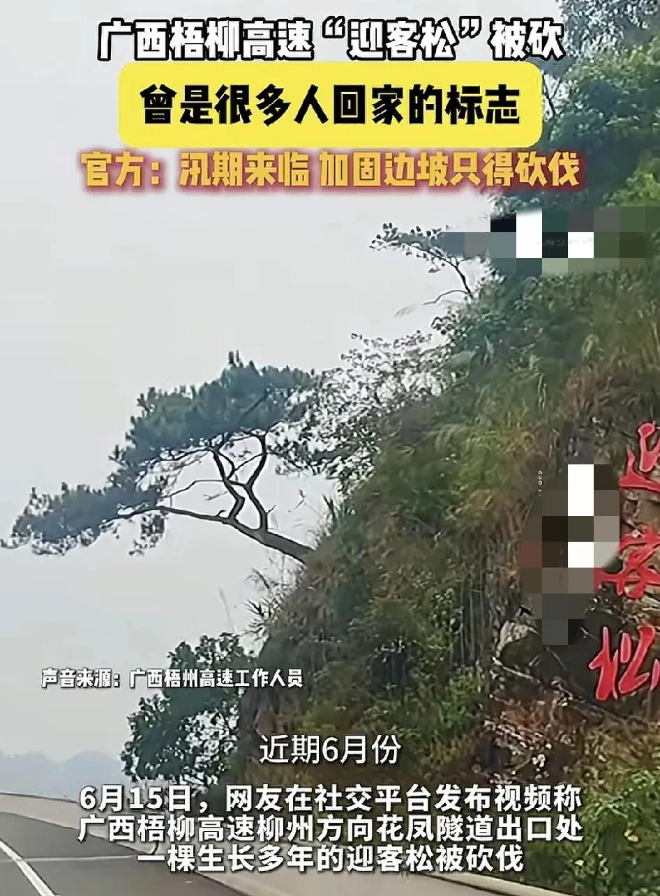 6月15日，广西梧柳高速一山坡上的迎客松被砍伐令许多网友叹息。因为很多在外地务工
