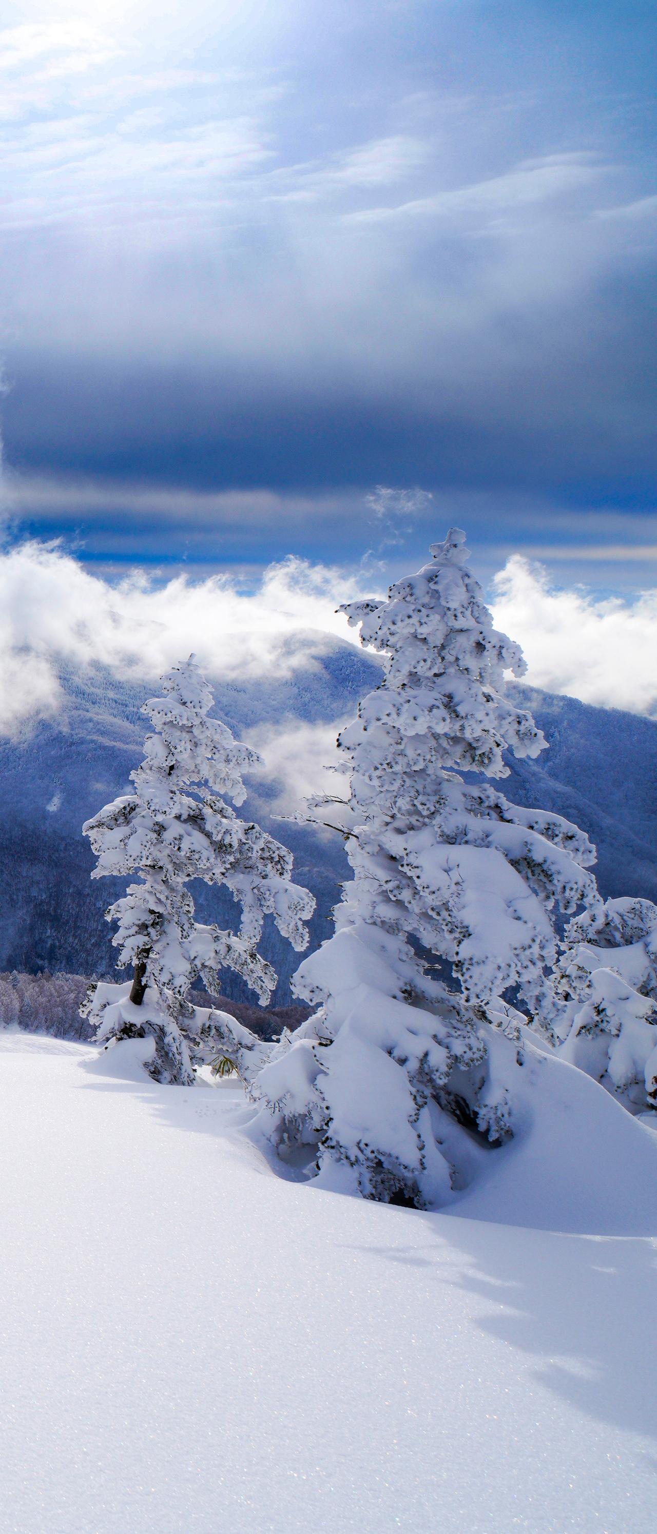 进入冬至节气后，我国多地已是寒风凛冽、雪花纷飞，一片银装素裹。大自然已进入休眠状