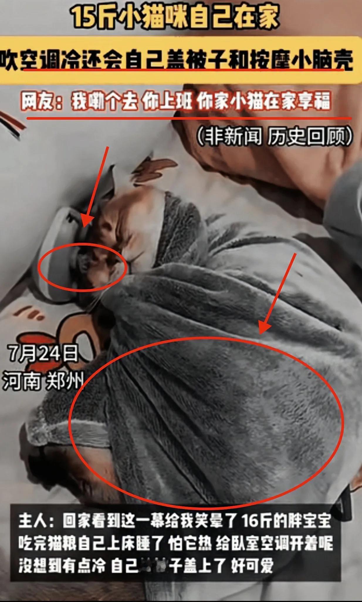 “成精了！”一女子出门去上班，留15斤的猫咪在家，担心它热得慌，特意开上了空调。