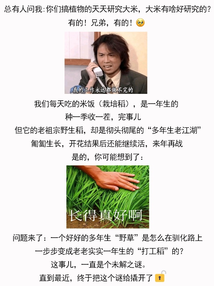 我说我好像知道大米为什么只能活一季了！中国科普博览