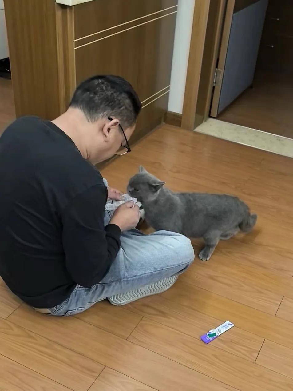 谁敢信这是半月前还在街头流浪的蓝宝，爸爸太暖了！
#萌宠# #猫咪#