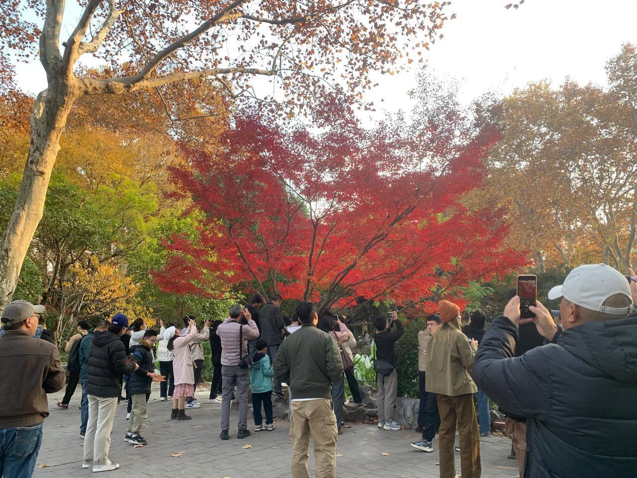 一树红透半边城。