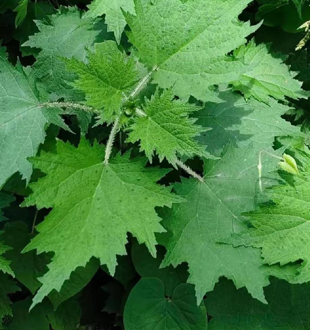 这张图片里的叶子看起来有点毛茸茸的。是什么植物呢？有人知道吗？不是桑是吧？