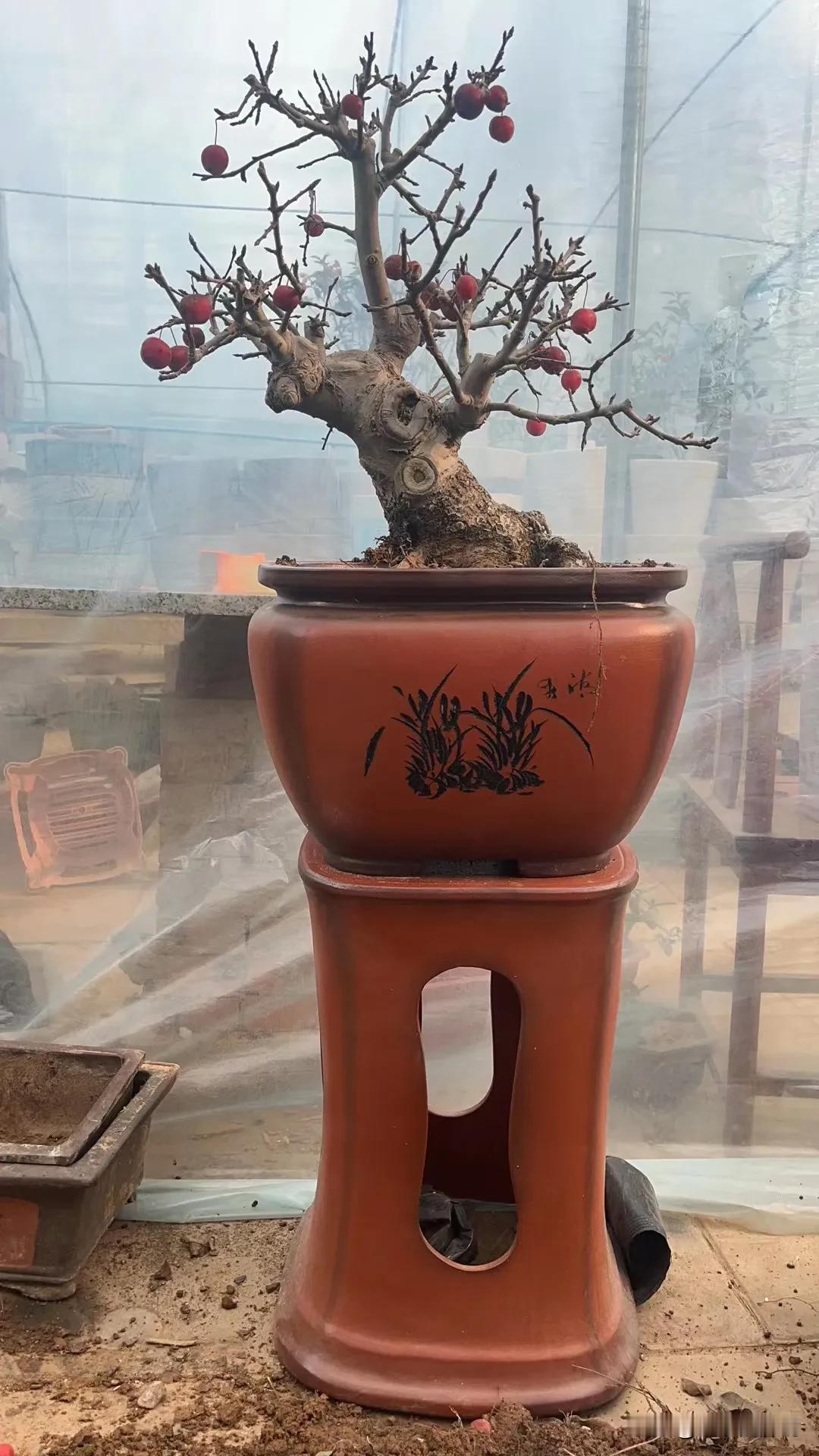 #今年拍的最喜欢的照片#盆景不光要有景，盆同样也很重要，如果让你你选你会选图一还