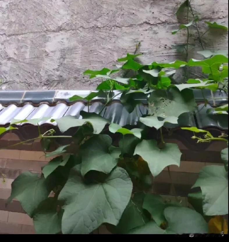 我隔壁的一位老太太，今年76岁了，可是她一天也没闲着，在她家门口那自留地里面，种