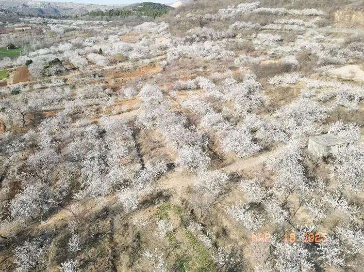 杏花开了，老板走了｜在2025年峄城区阴平镇杏花古会“散会”之际，峄县古枣园北侧