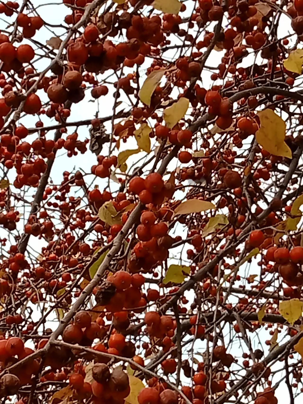 晨练随手拍的照片。