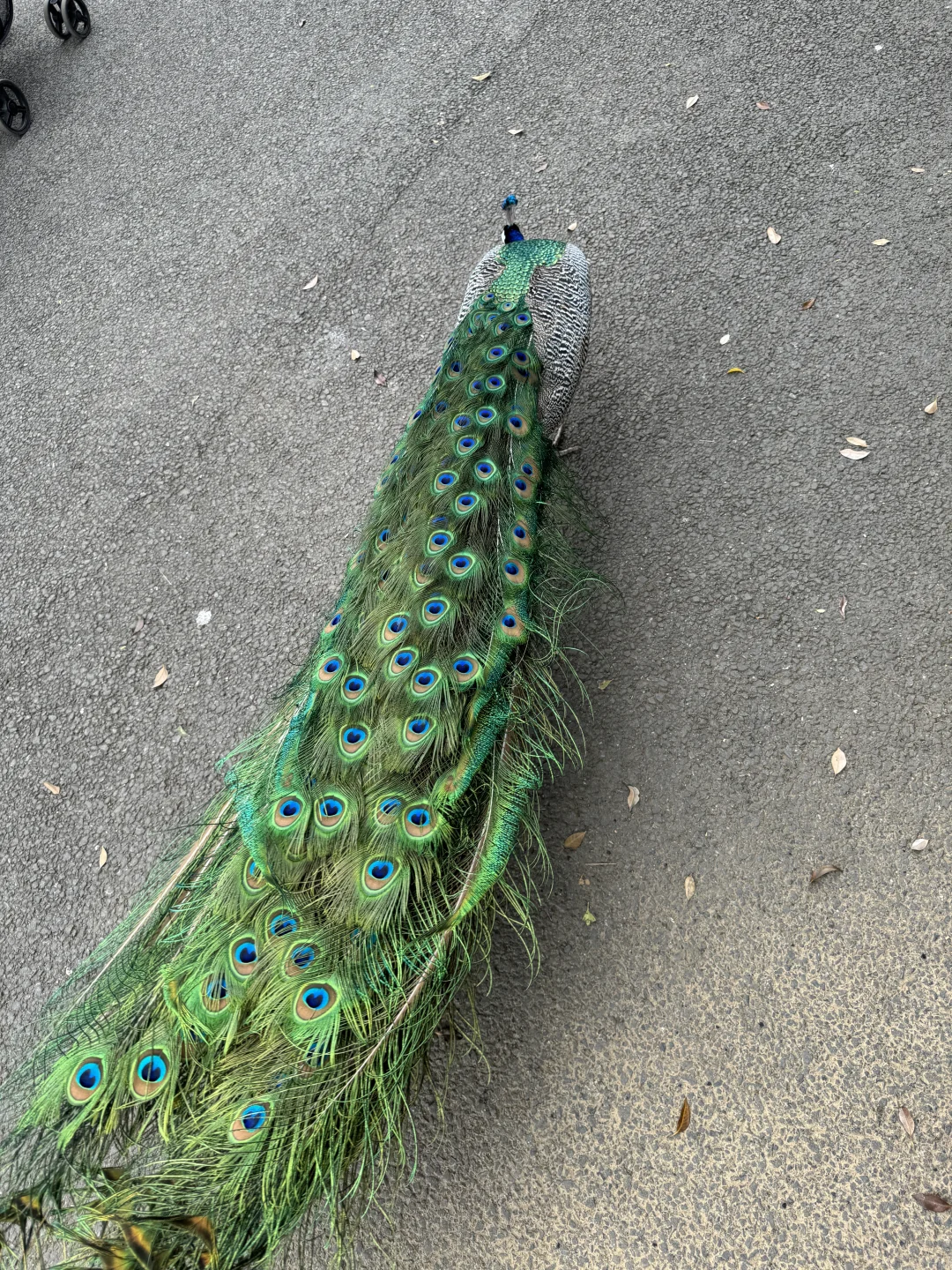 🦚你不能开屏嘛🥺
