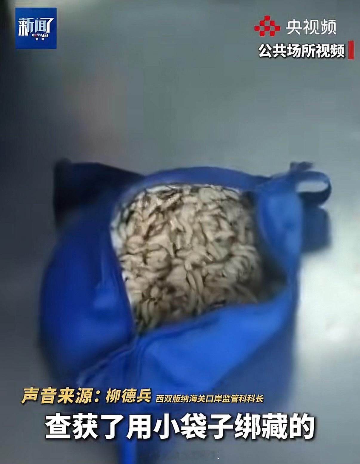 女子裤子内藏2斤多活虫入境妈耶太阴间了，幸亏查到了，不然谁跟她邻座谁倒霉这个竹虫