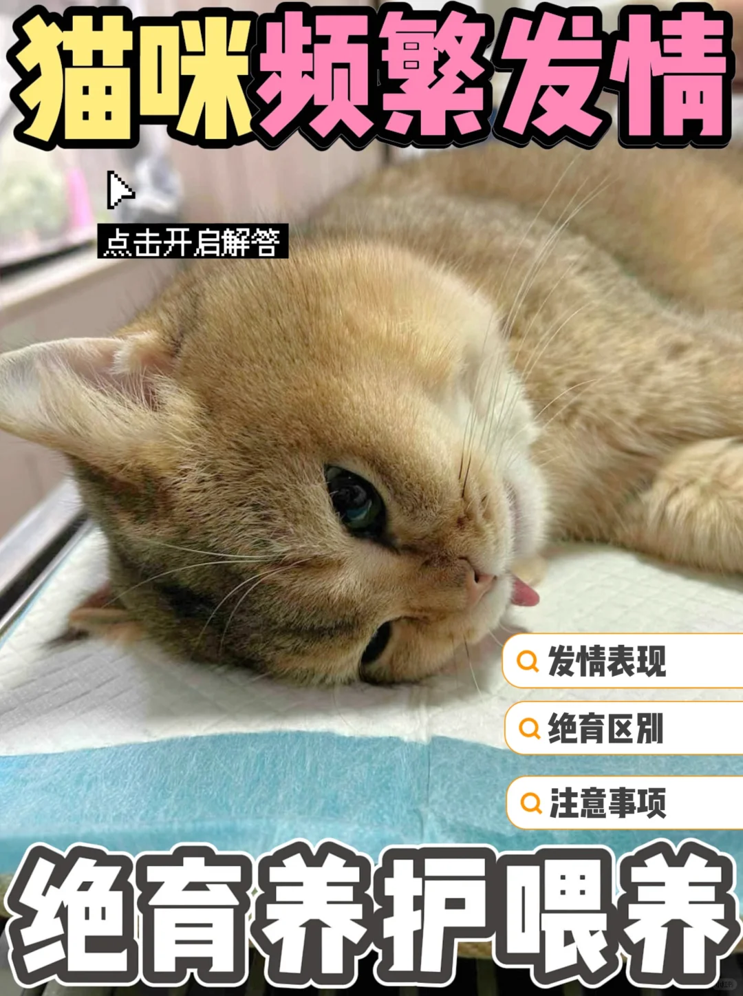 猫咪发情有哪些表现？猫绝育又该如何养护？