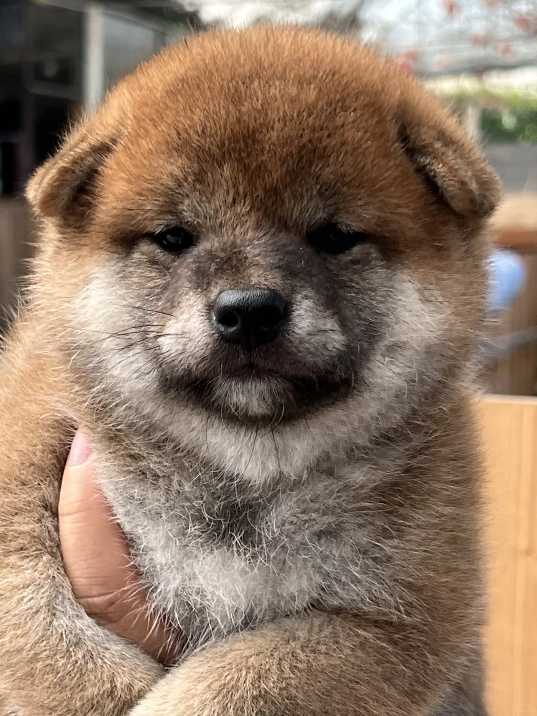 你得脸是圆规画的吗
