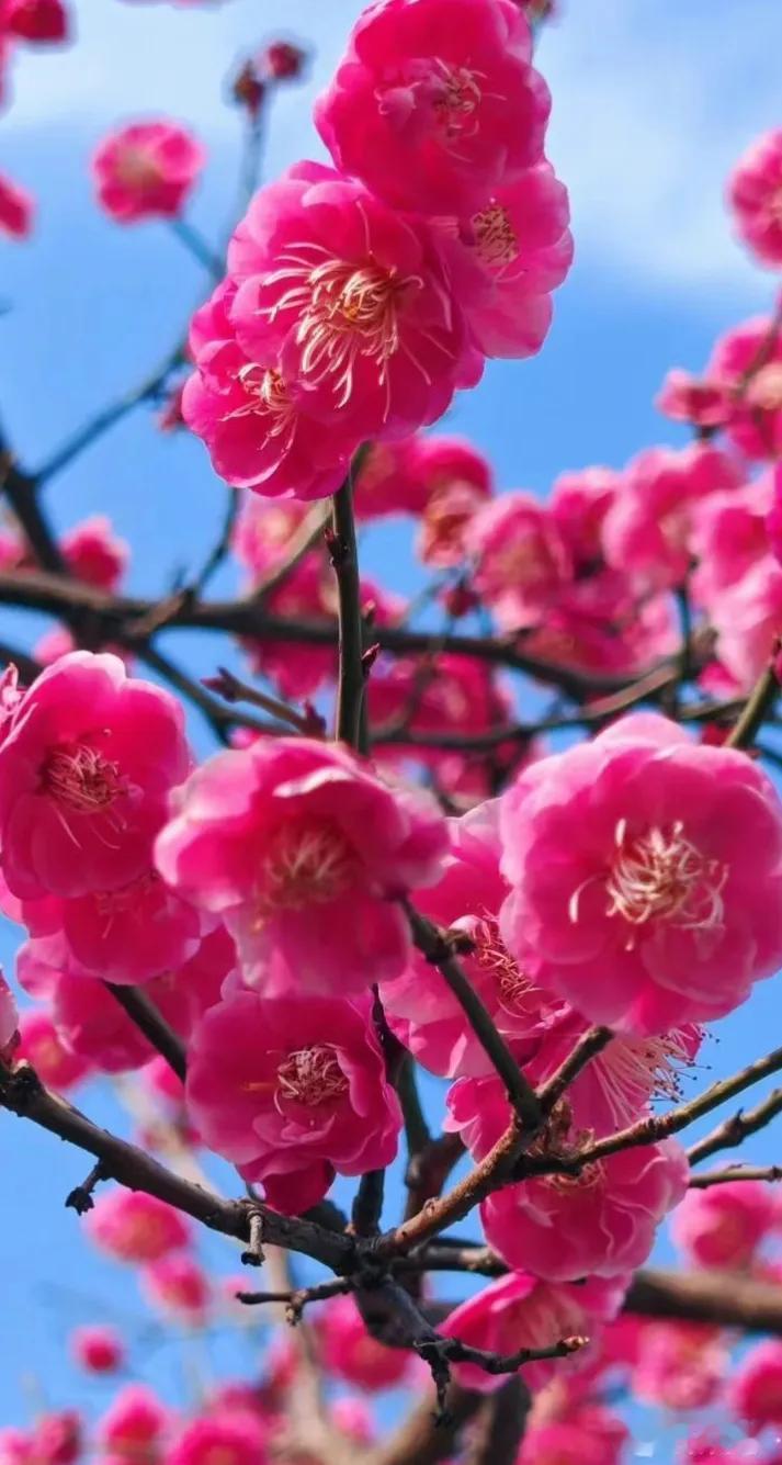 樱花盛开，春意盎然，花海如梦。盛开期的花朵 手机随拍花朵美