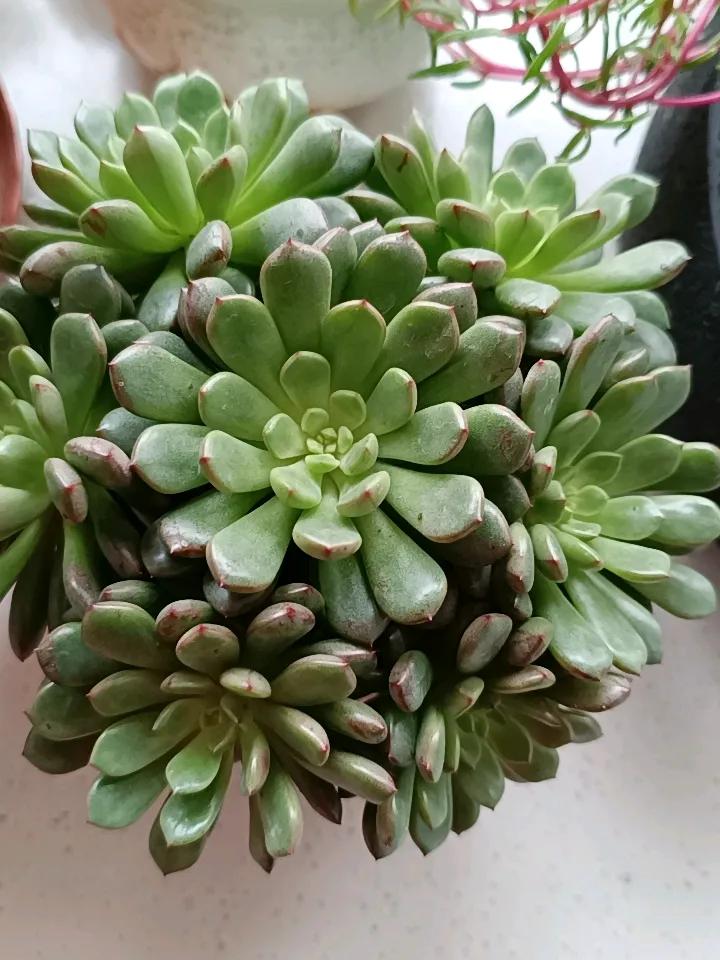 我这几盆状态都很好，叶片饱满，摸着硬邦邦的。