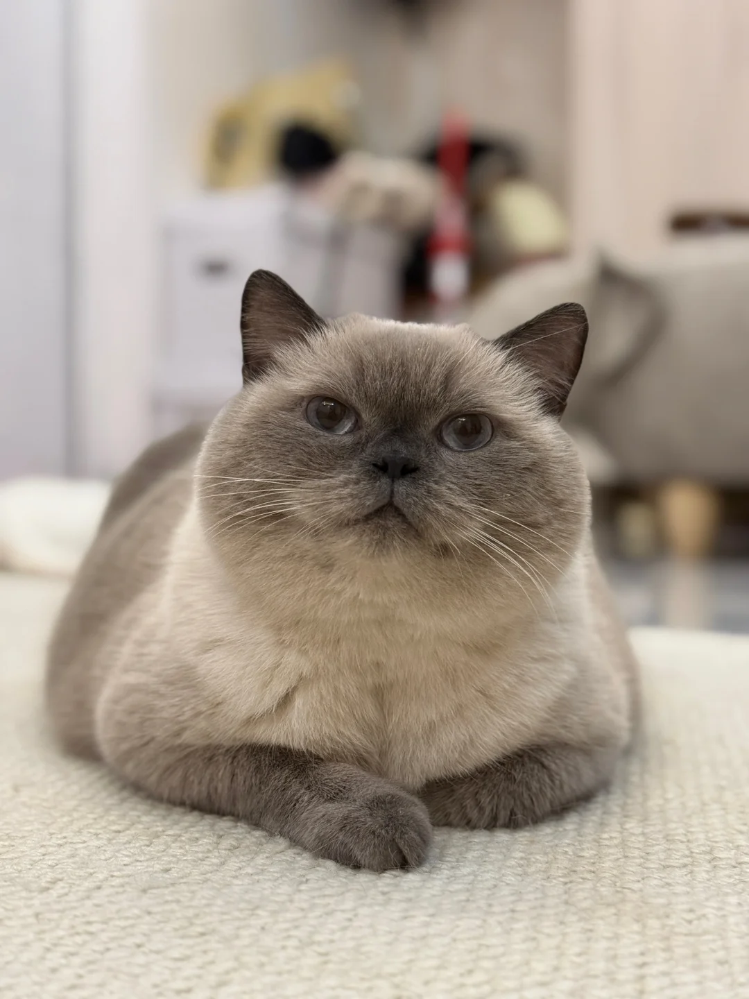 出闲置猫咪，仅限深圳自提