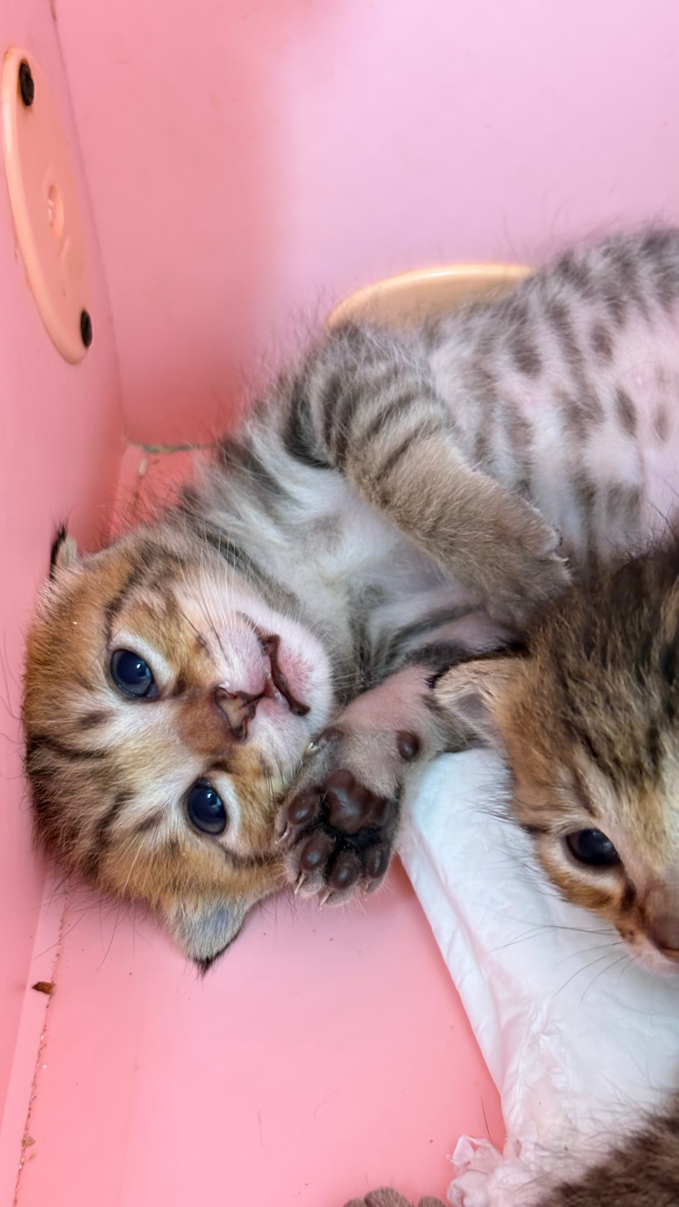 奶香奶香的。。。 猫咪 深圳