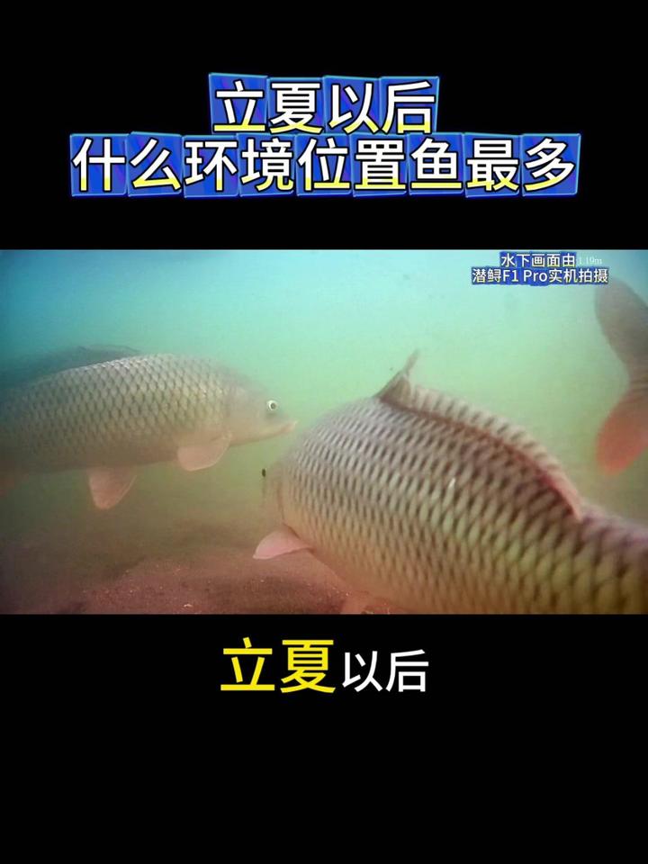 🌞直到看到这一幕，才真正明白，立夏以后什么样的环境和位置鱼最多。