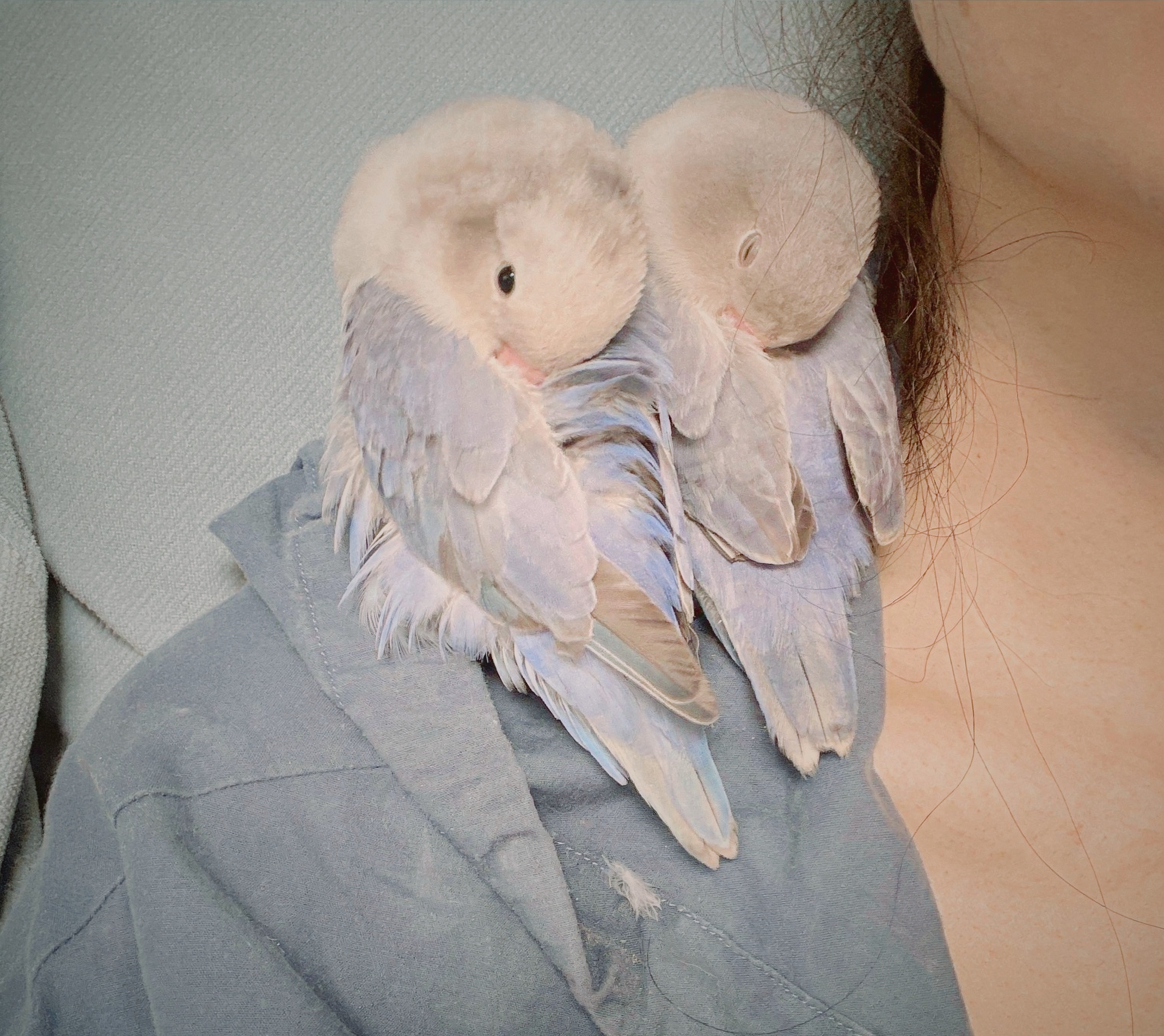 他们最乖的时候爽爽侃车