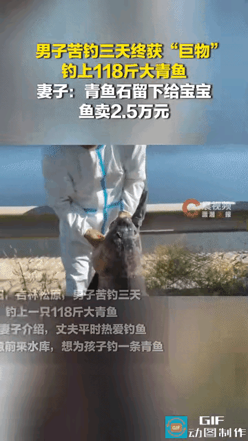 “吉林这位爸爸火了！” 吉林松原一名男子，钓上来一条足足 118 斤的大青鱼。很