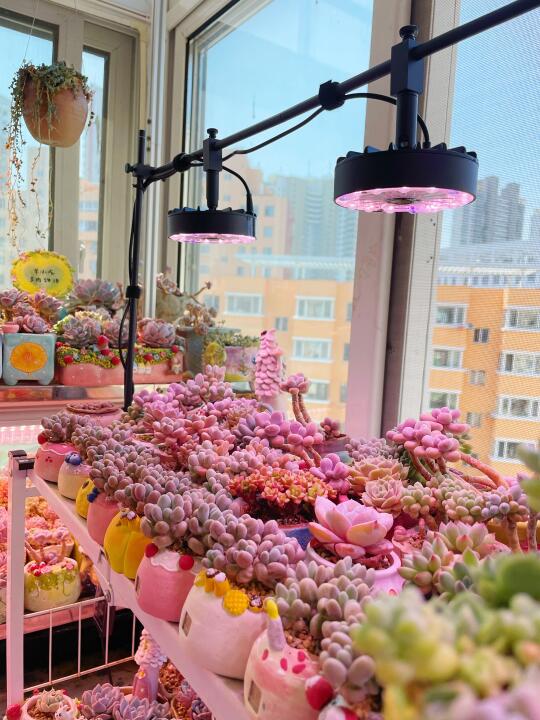 友好市集，多彤补光灯85折。