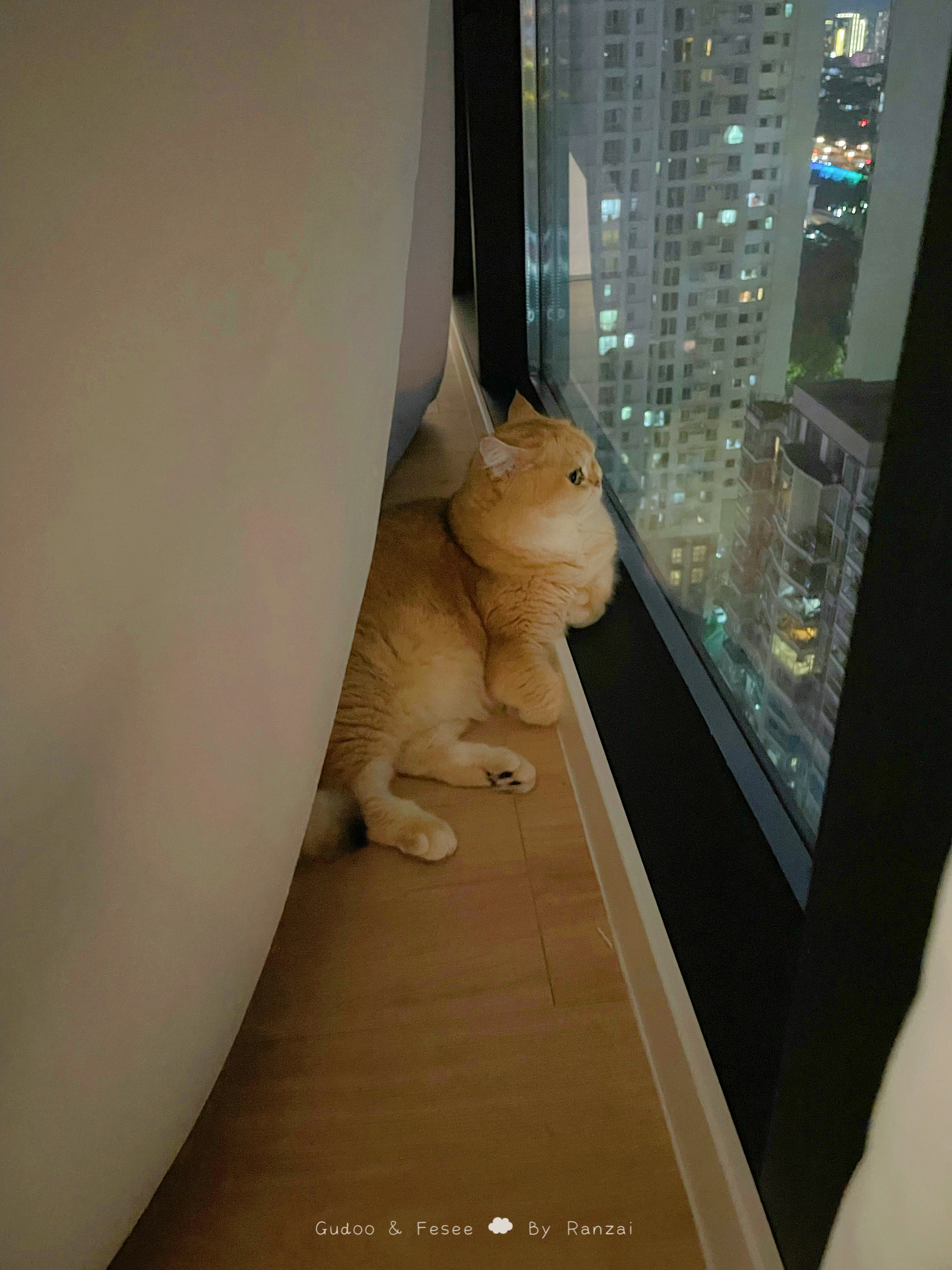 结果上班第二天就要加班[单身狗]回家看到俢猫咪又在指挥交通啦～～#菇冬怎么肥四[