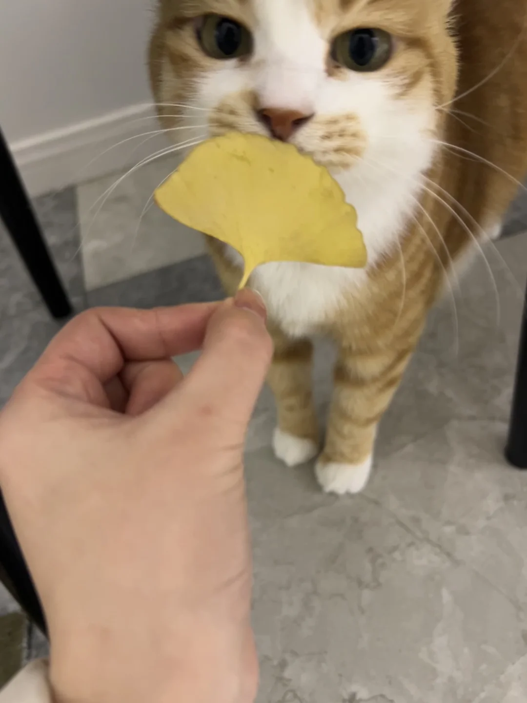 小猫你好，这是我今天的打猎成果