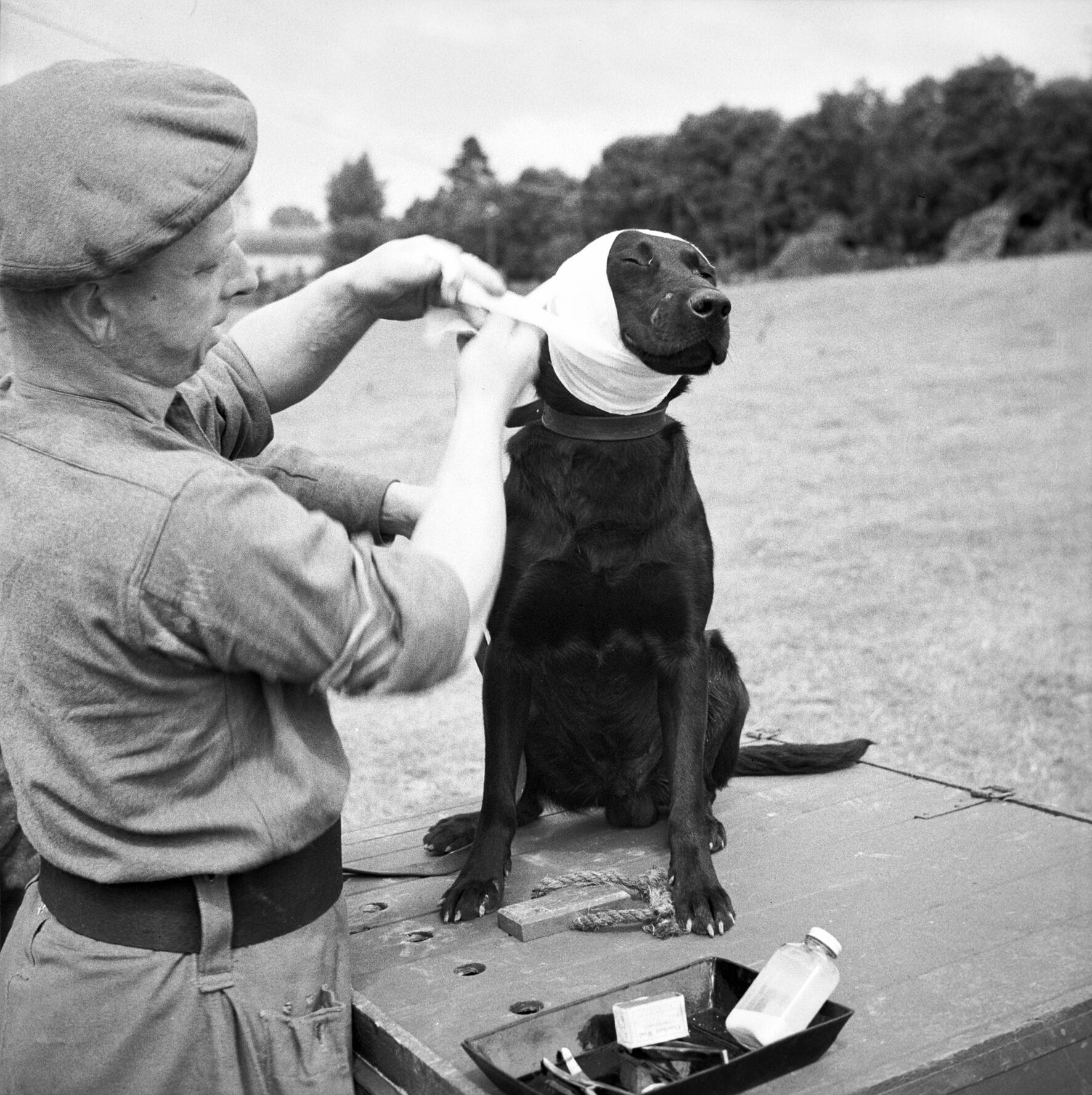 80年前，诺曼底登陆时，被炸伤的英国探雷犬贾伯斯Jasper，英军兽医正在为其包
