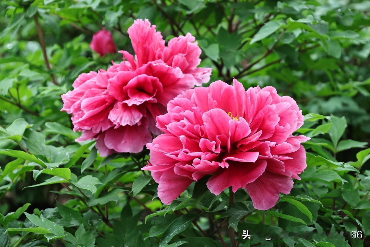 春日生活打卡季国色天香