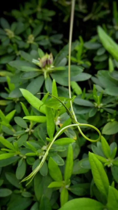 近日，深圳市民一男子发现，福田区香蜜公园种植有剧毒植物“常绿钩吻藤”，现场未设置