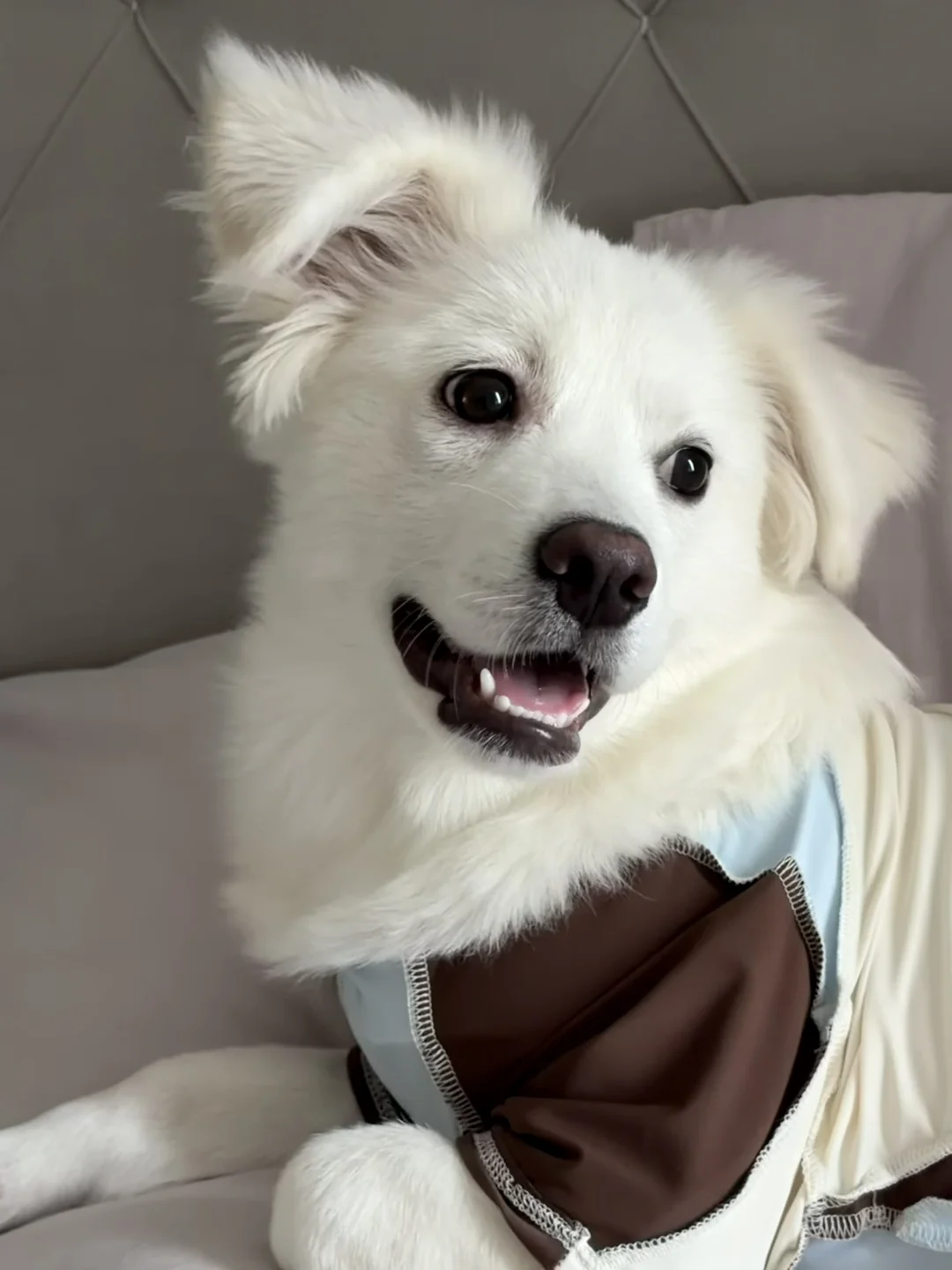 🐶白狗家长的日常焦虑，终于有解了！