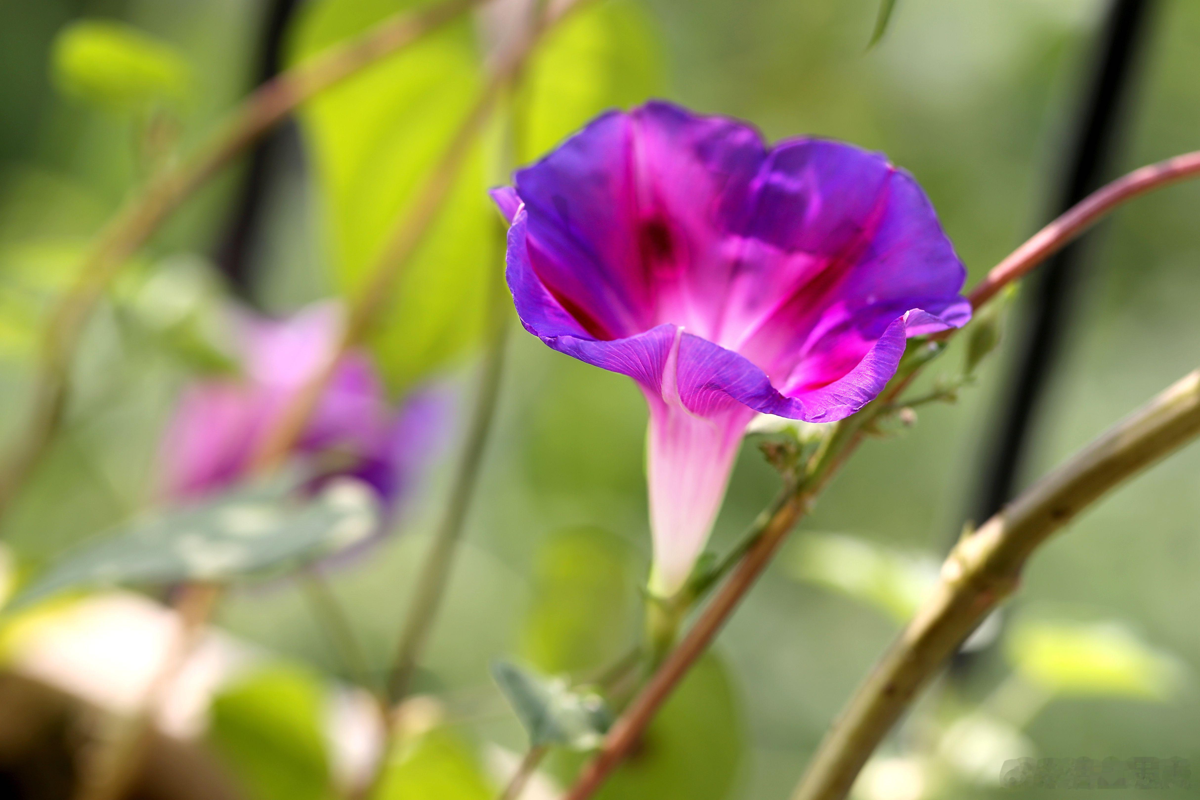 百花图谱 【“竹引牵牛花满街，疏篱茅舍月光筛”。】 