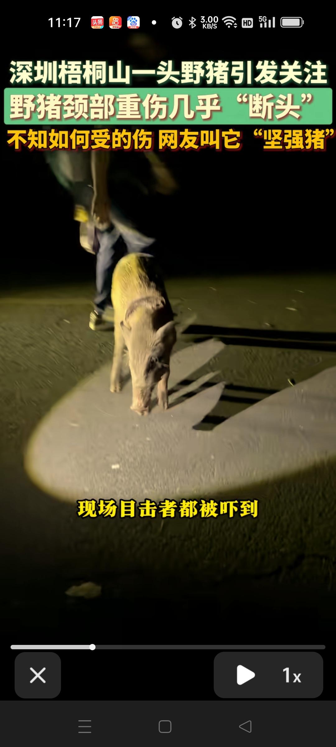 头都快掉下来了，却还顽强的活着。
这头野猪被人发现的时候，整个头上有2/3都是断