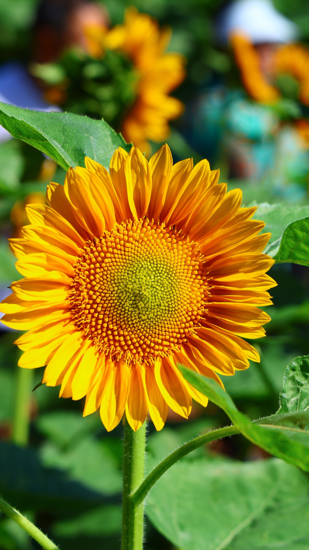 只管向阳，不问忧伤🌻 