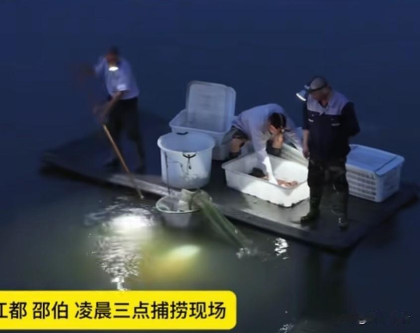 扬州的吃货们注意！凌晨三点，扬州江都区邵伯镇的蟹塘已经热火朝天，本地招牌六月黄正