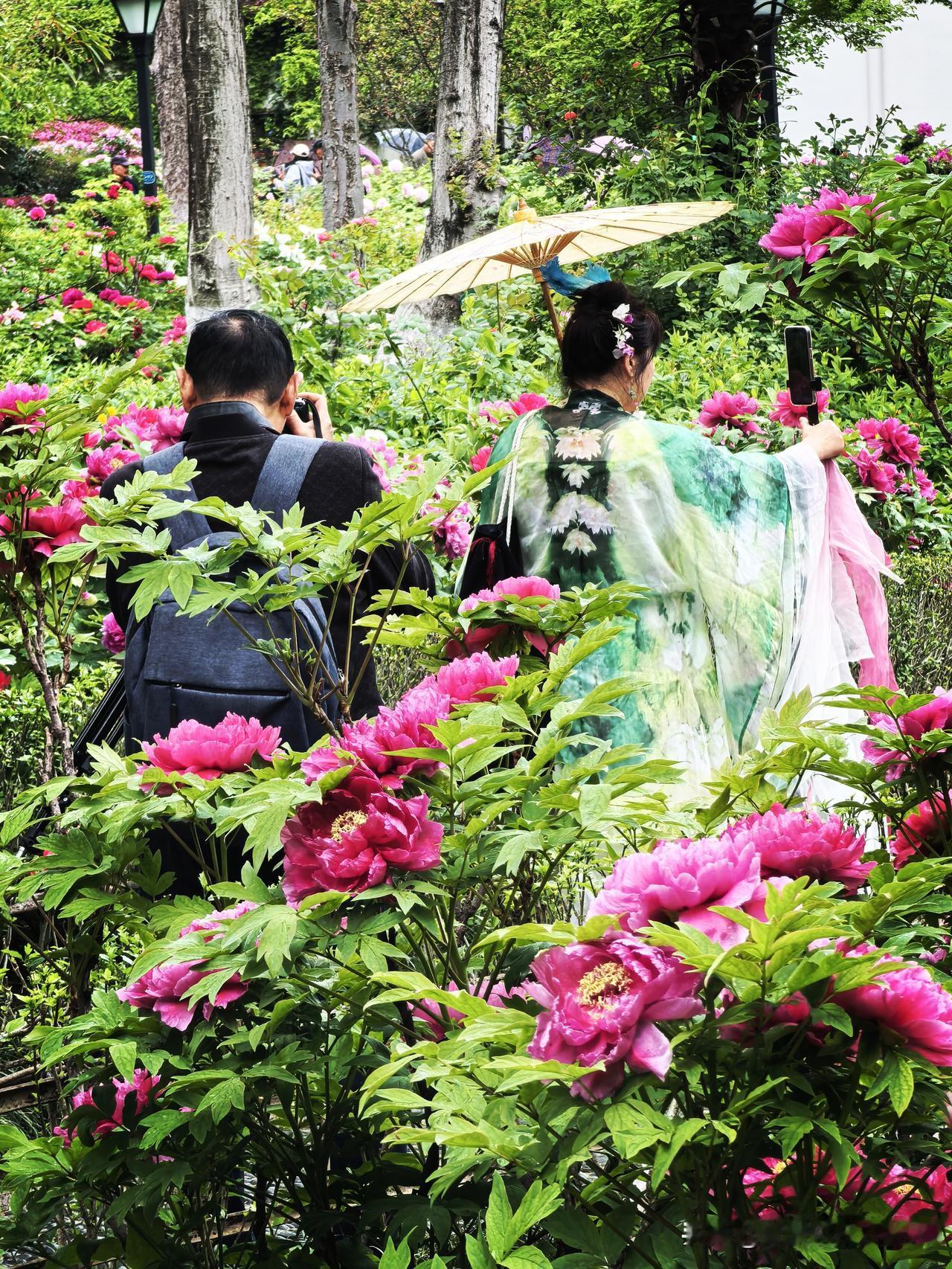 江南牡丹，常州东坡公园是小有名气的，每年花开时节，引得游人无数。