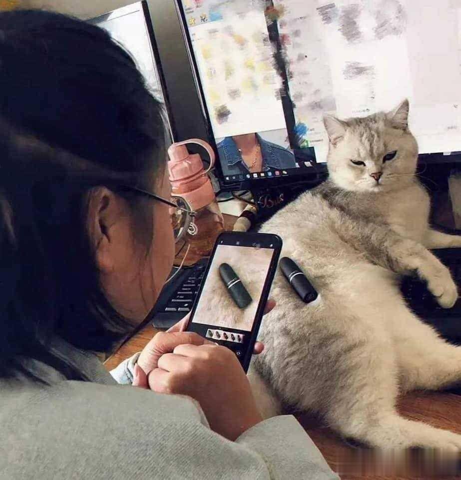 打工的猫猫们，😸早晨好啊~
#猫咪# #萌宠# #笑死人不偿命# [来看我]