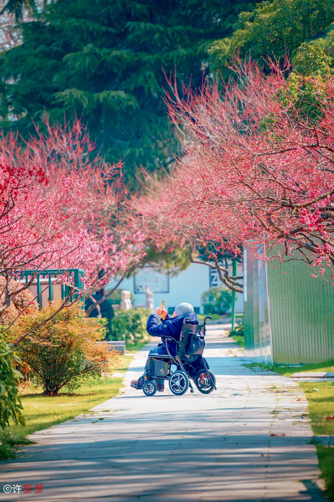 南京 | 玄武湖的梅花，吸引每个热爱春天的人