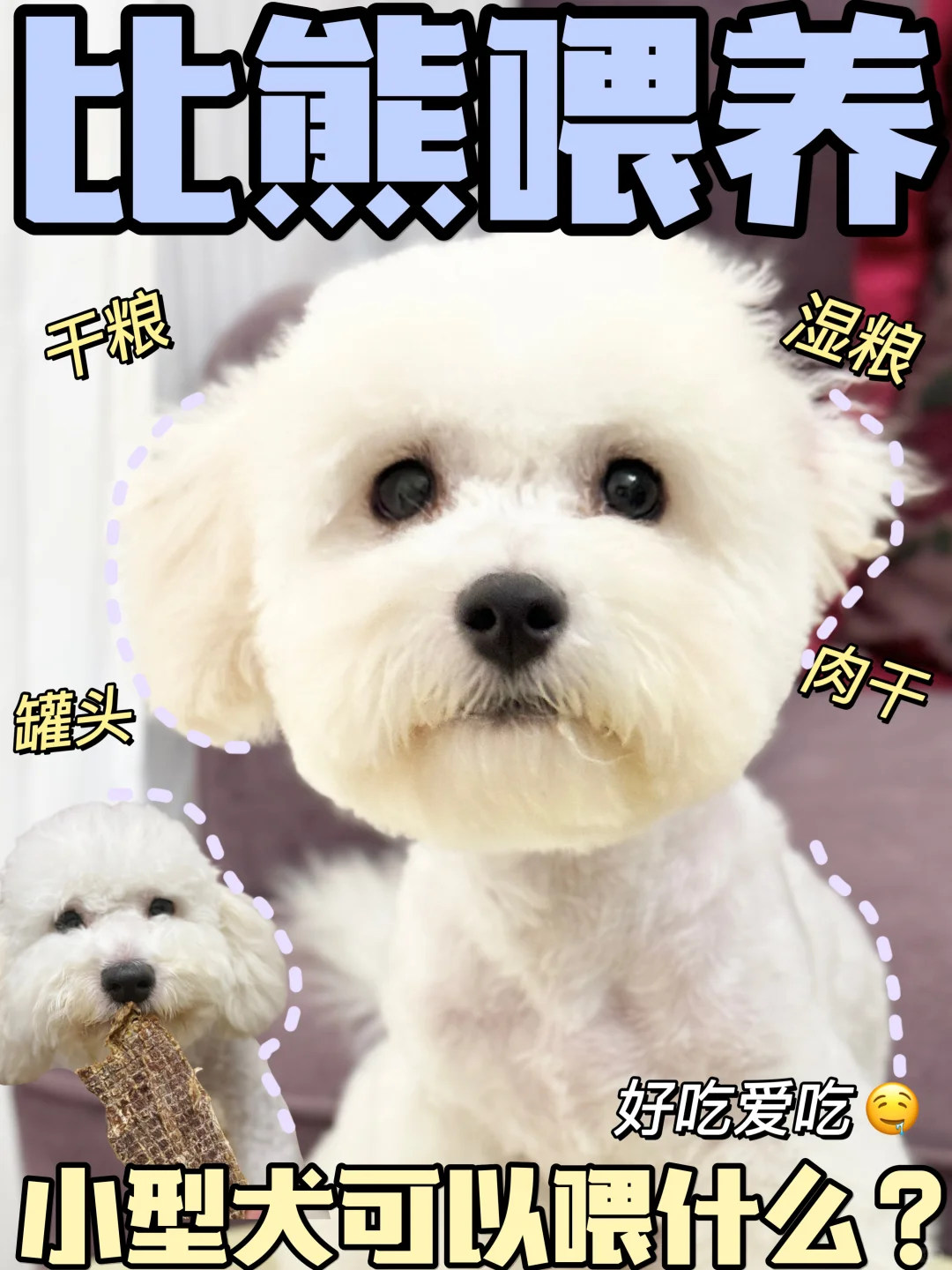 比熊喂养｜狗狗的快乐就是这么简单😜