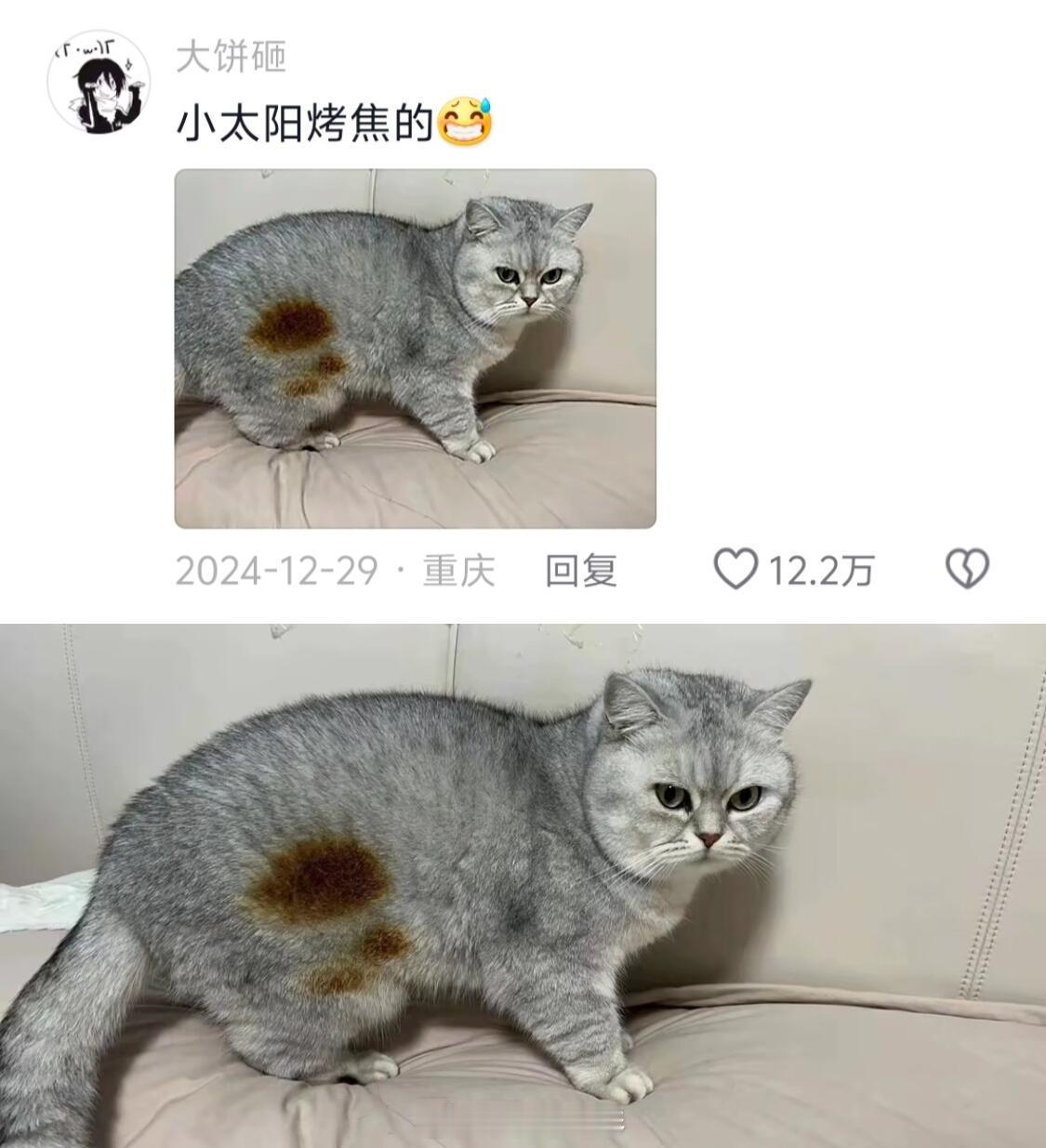 冬天烤火的猫咪[嘻嘻] 