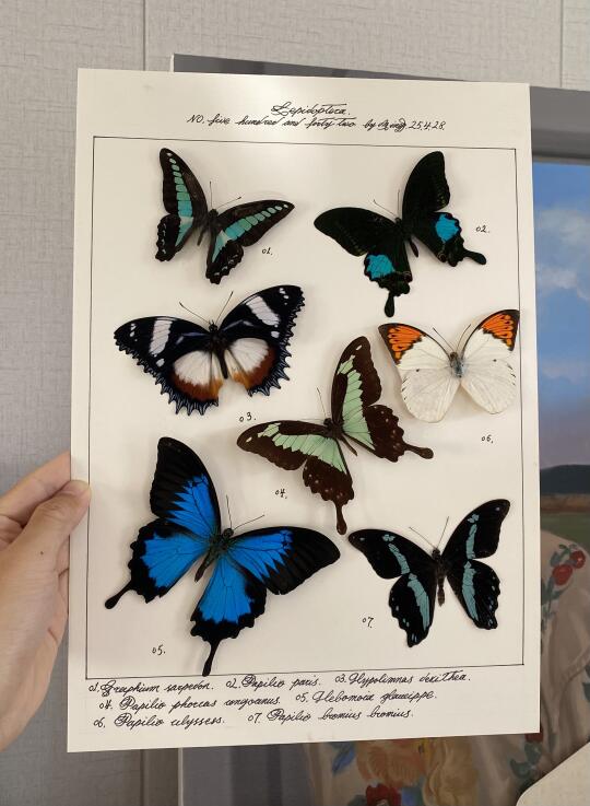 标本 蝴蝶标本 蝴蝶 破茧而出的蝴蝶