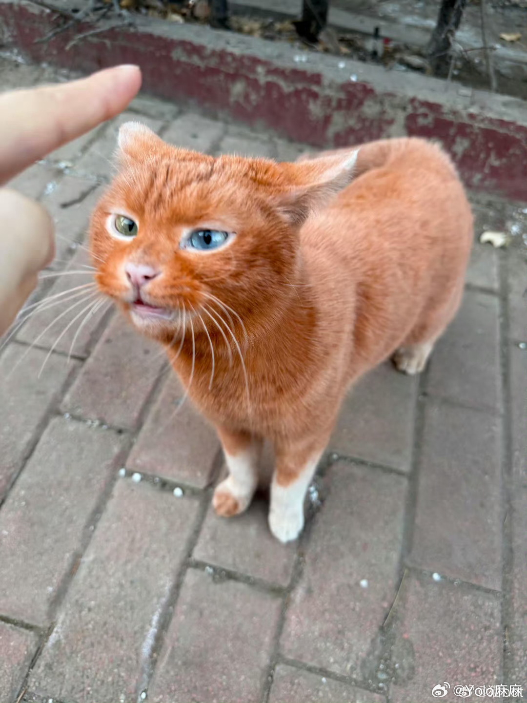 砖头色异瞳小猫很特别的小猫咪，眼睛好好看 