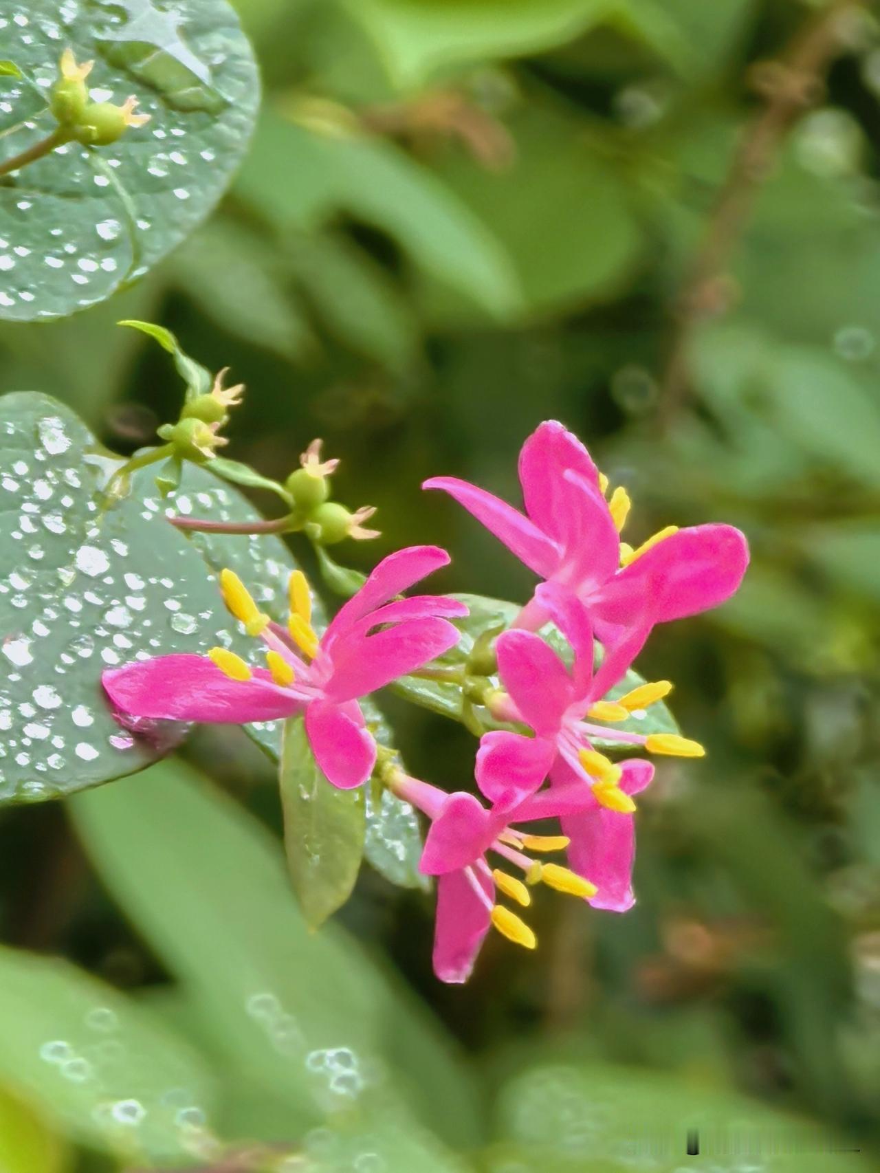 细雨江南，春意正浓花，分享一组不知道名字的小野花。