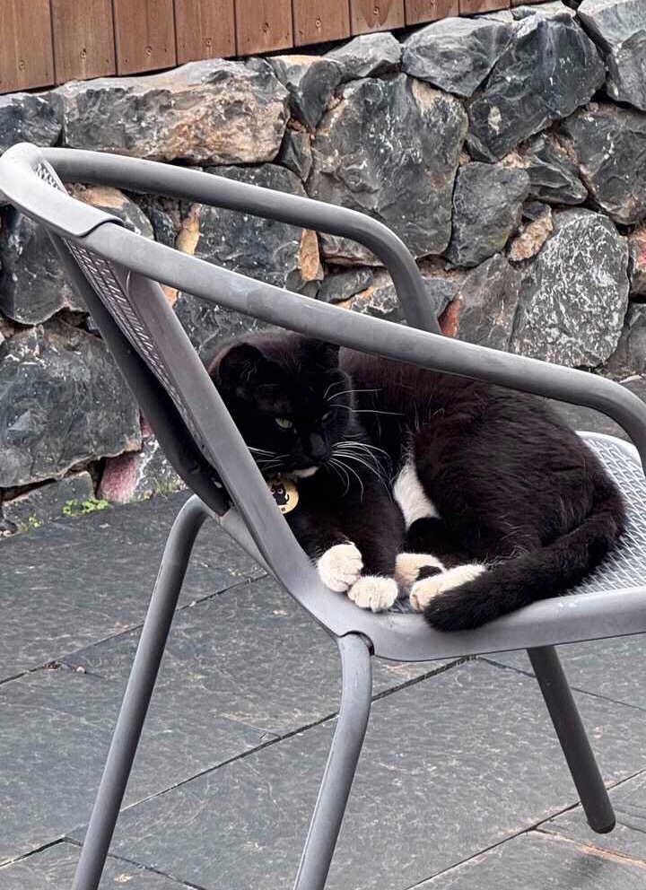 旅游的时候住到了奶牛猫担任店长的酒店，带了店长周边回来给自己家的小奶。奶友会奶周