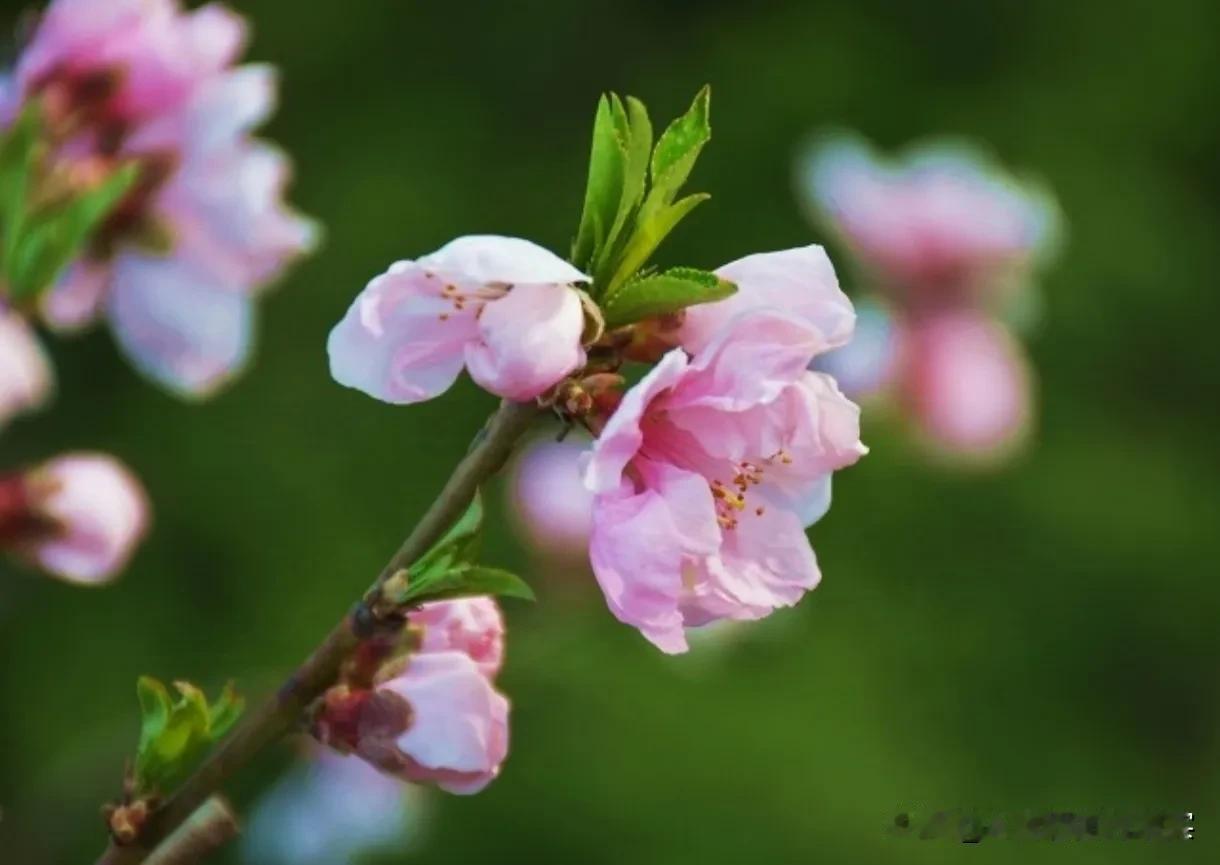 夫妻双方分开久了，感情会不会变淡？这是一个很复杂的问题，涉及到情感、心理和生活等