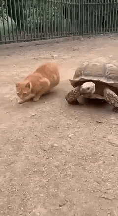 哈哈哈哈太可爱了吧！小猫的模仿欲也太强了，跟着乌龟慢悠悠爬的样子超反差～

小动