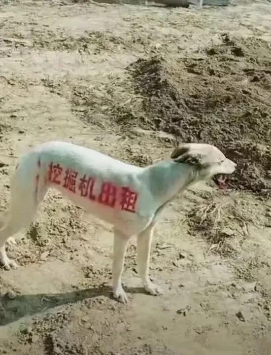 这就是挖掘机？？？