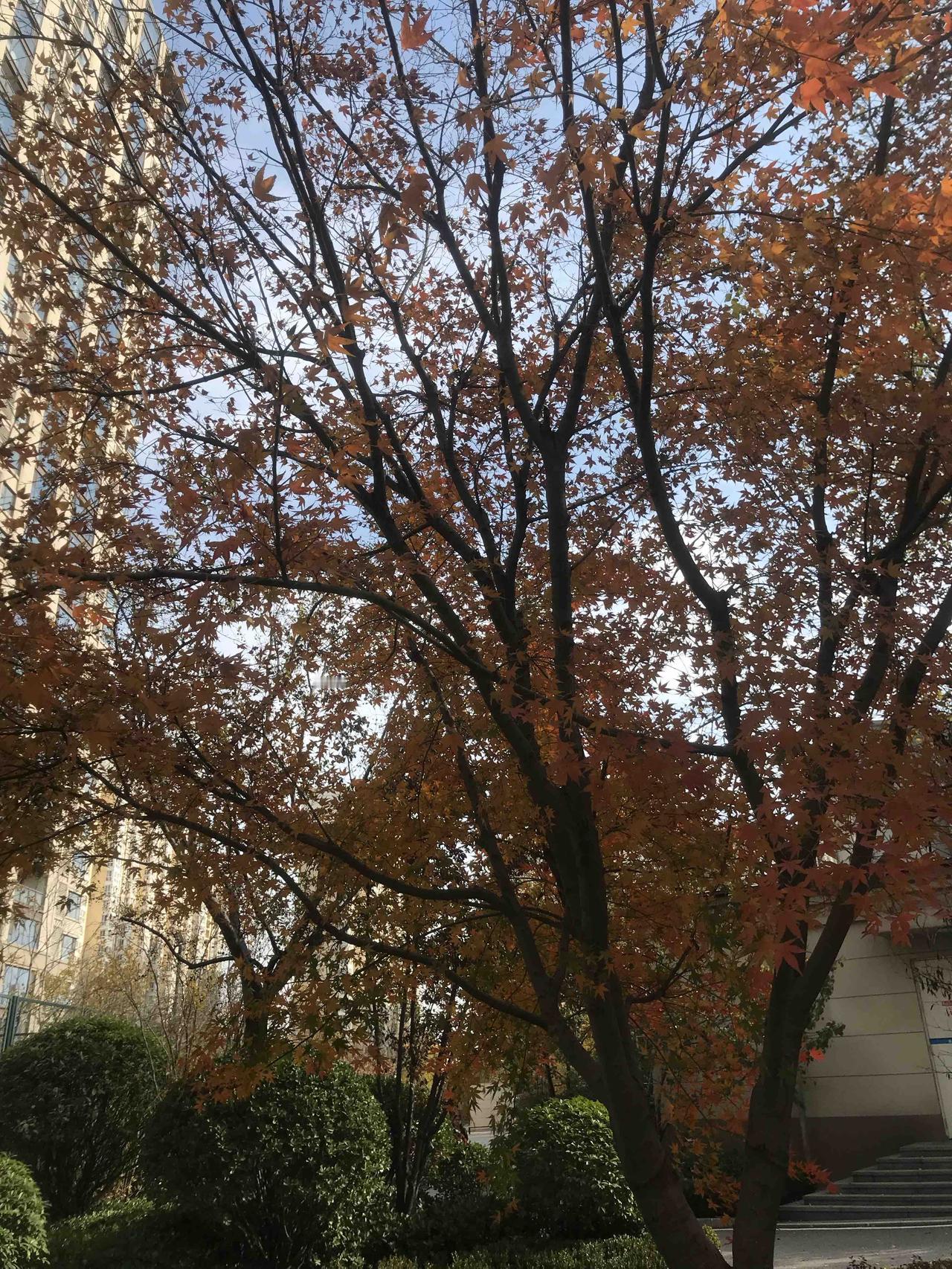 可以分享一张秋景树叶的照片吗