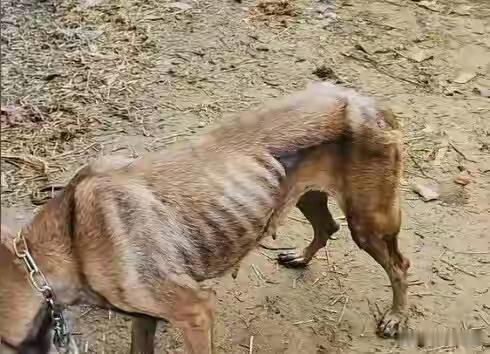 广西百色一只马犬在洪水中被急流冲走，10天之后奇迹般地自己寻回家中，原本50斤体