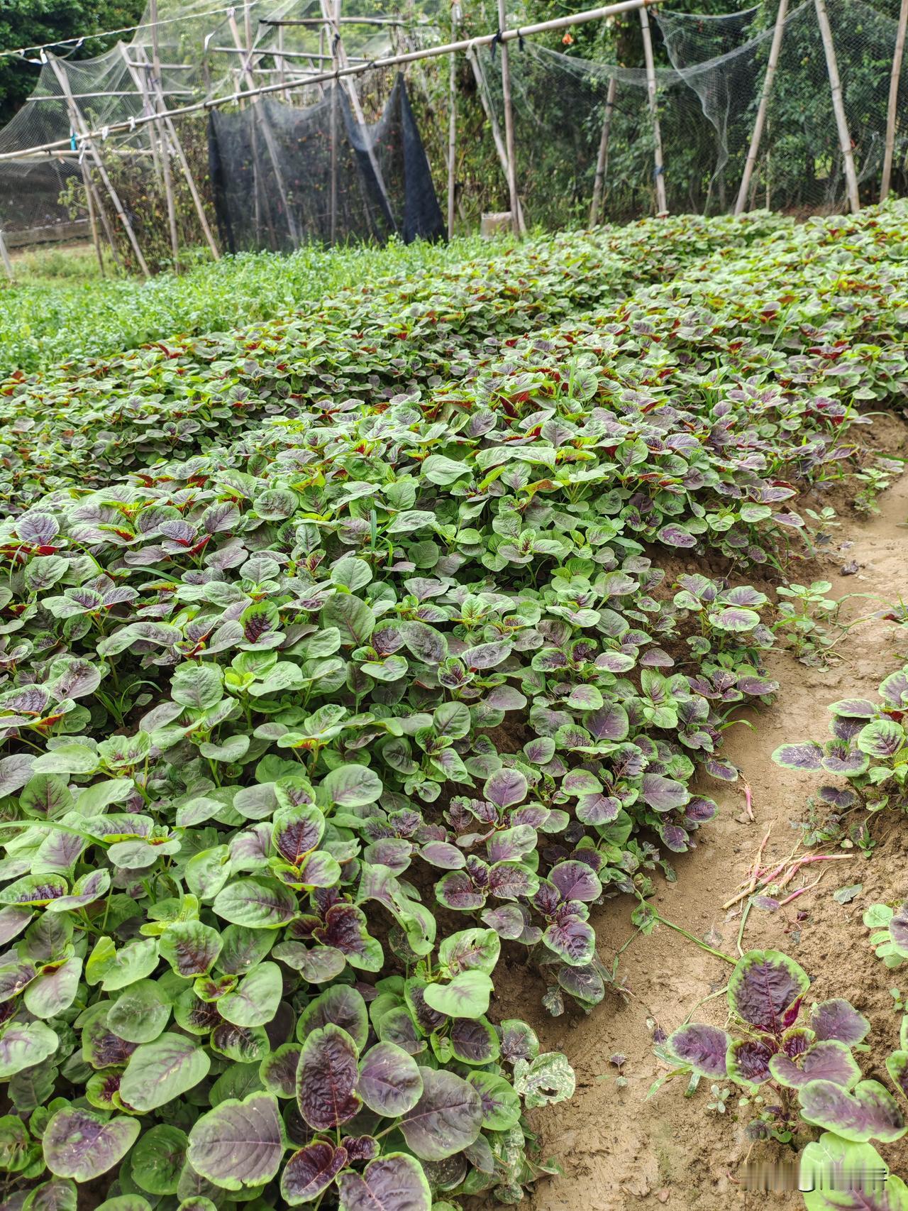 不是我吹牛，就算你是农村人，你也不一定知道这个是什么农作物，我自己也不知道。。。