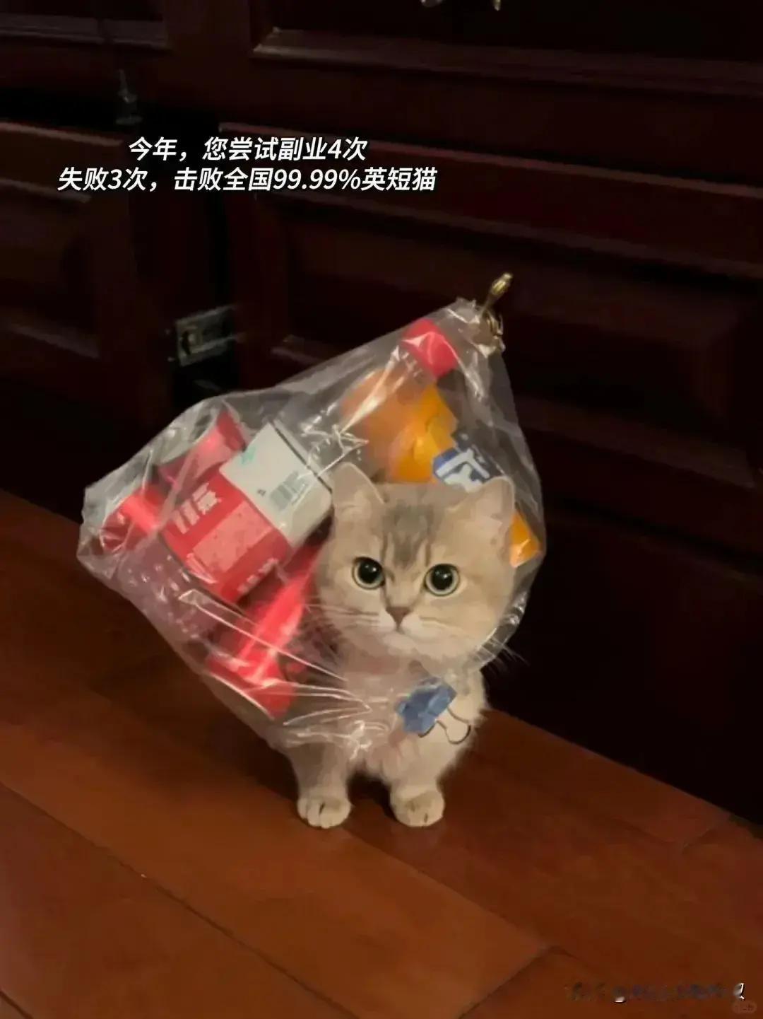 快递要求送货上门，菜鸟驿站的小猫现在高负荷运转！ ​​​